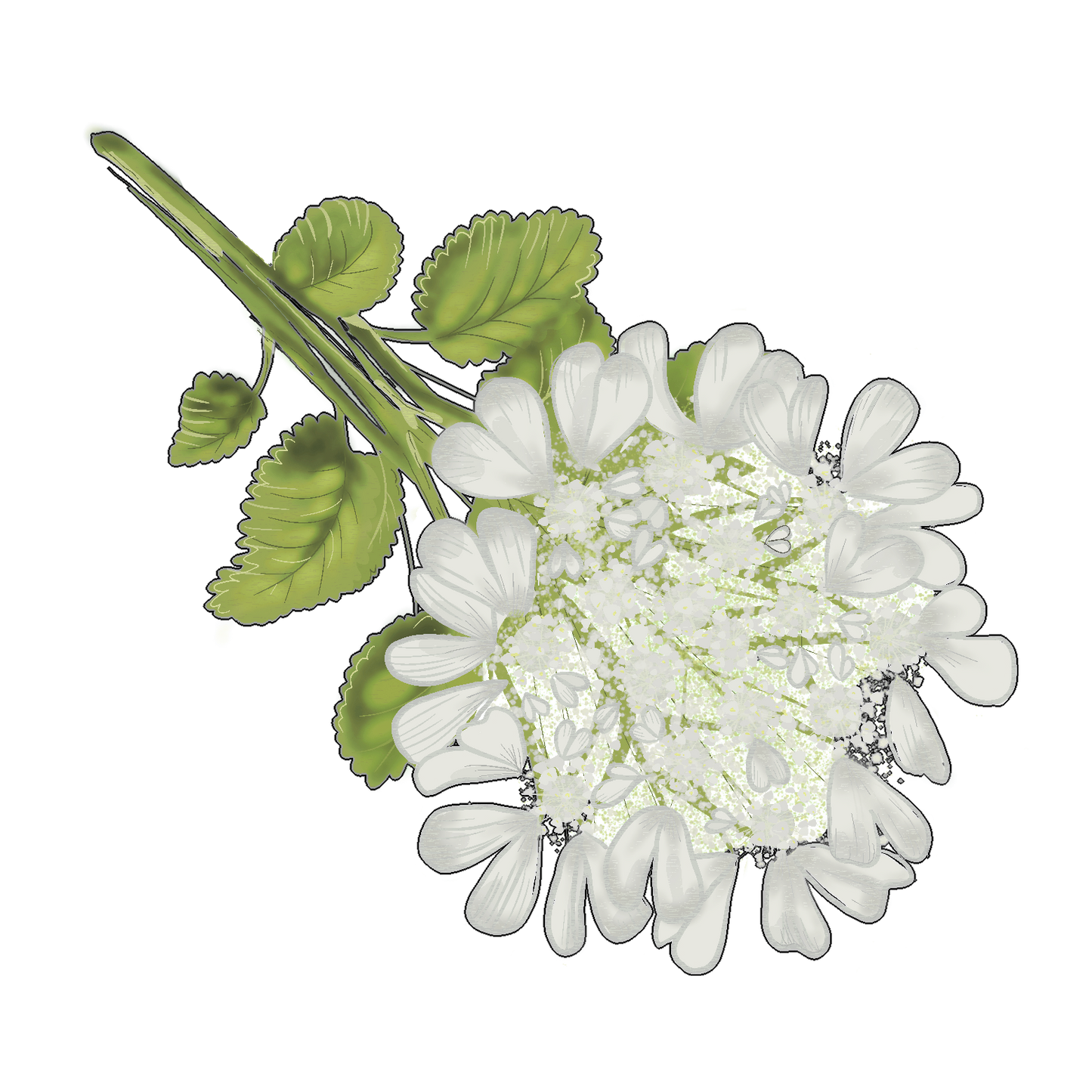 Miele di Coriandolo - Miele Italiano