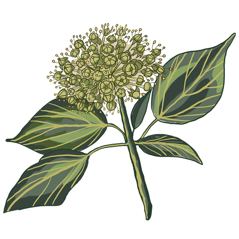 Miele di Edera Biologico Italiano