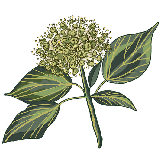 Miele di Edera Biologico Italiano