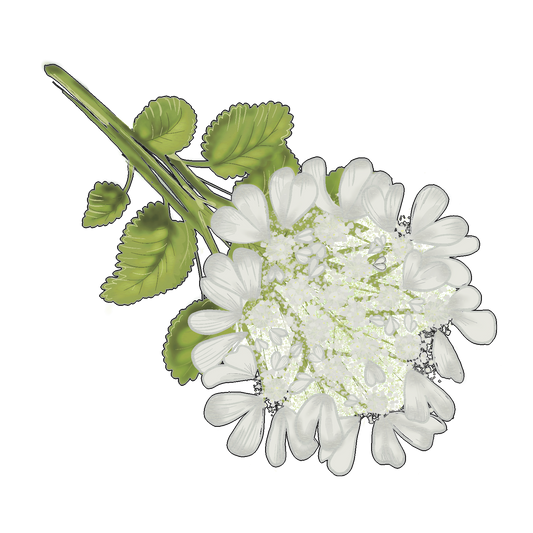 Miele di Coriandolo - Miele Italiano