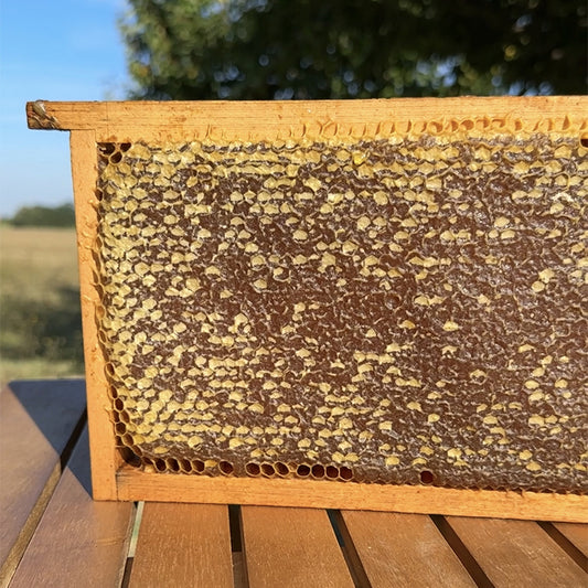 Miele in Favo Naturale telaino intero